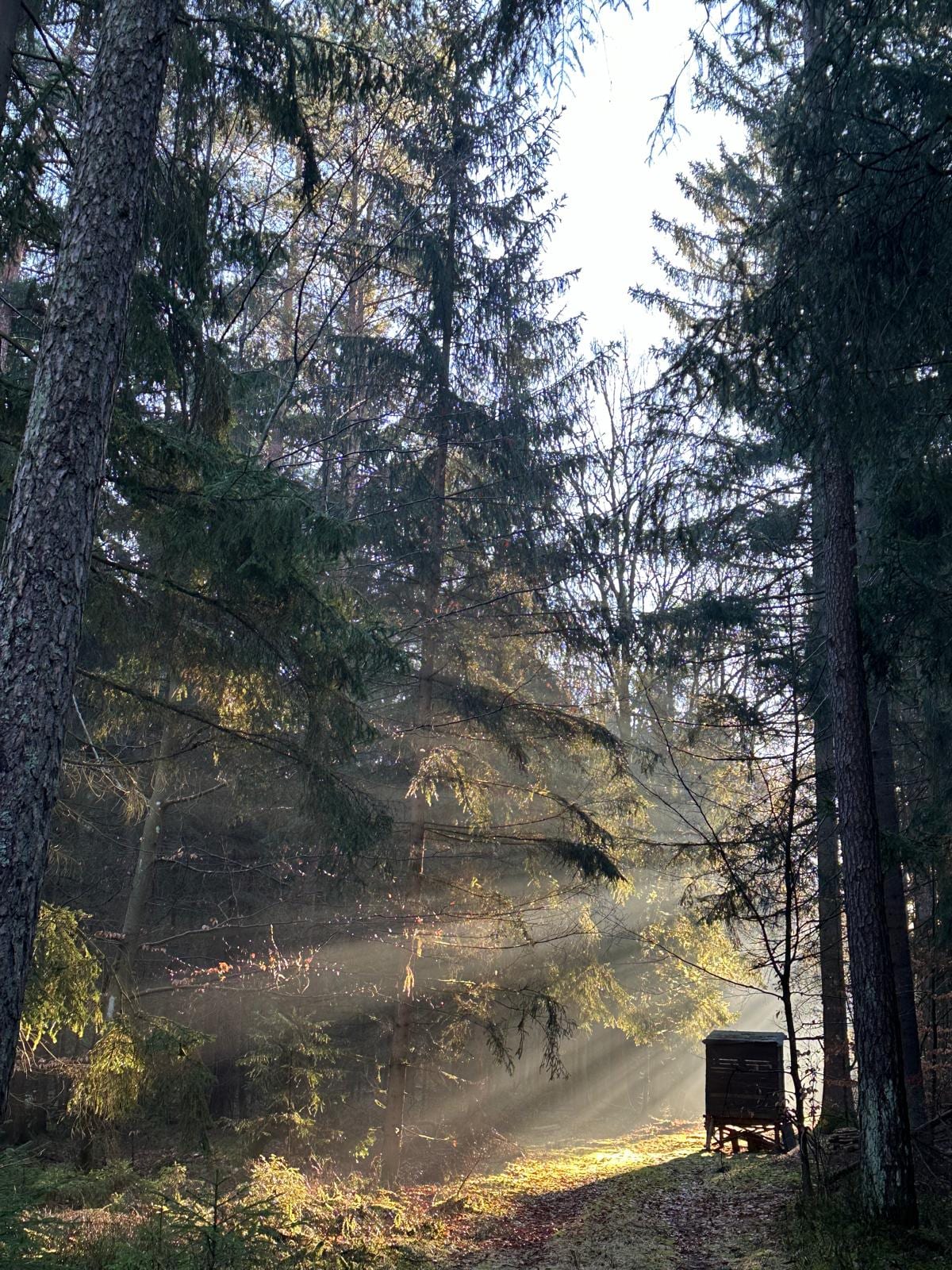 Morgenlicht fällt in Strahlen durch einen Wald neben einer Holzhütte
