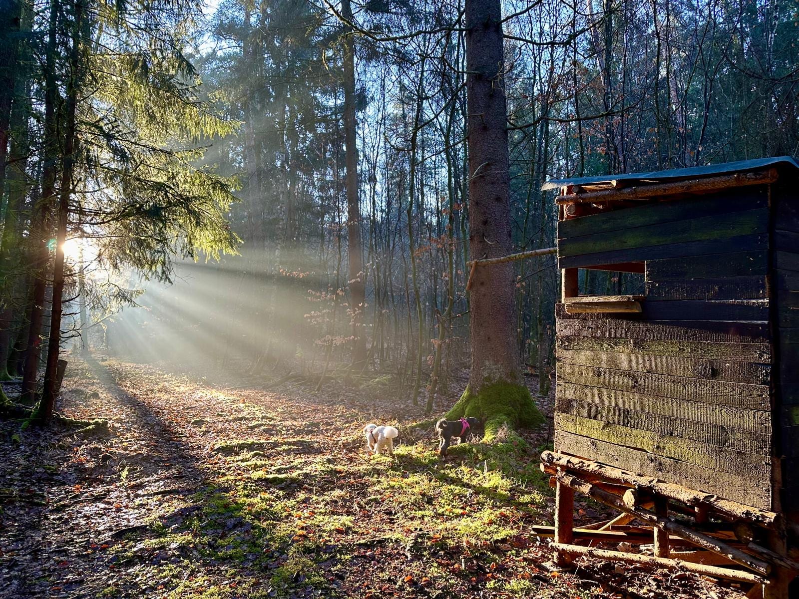 Morgenlicht fällt in Strahlen durch einen Wald