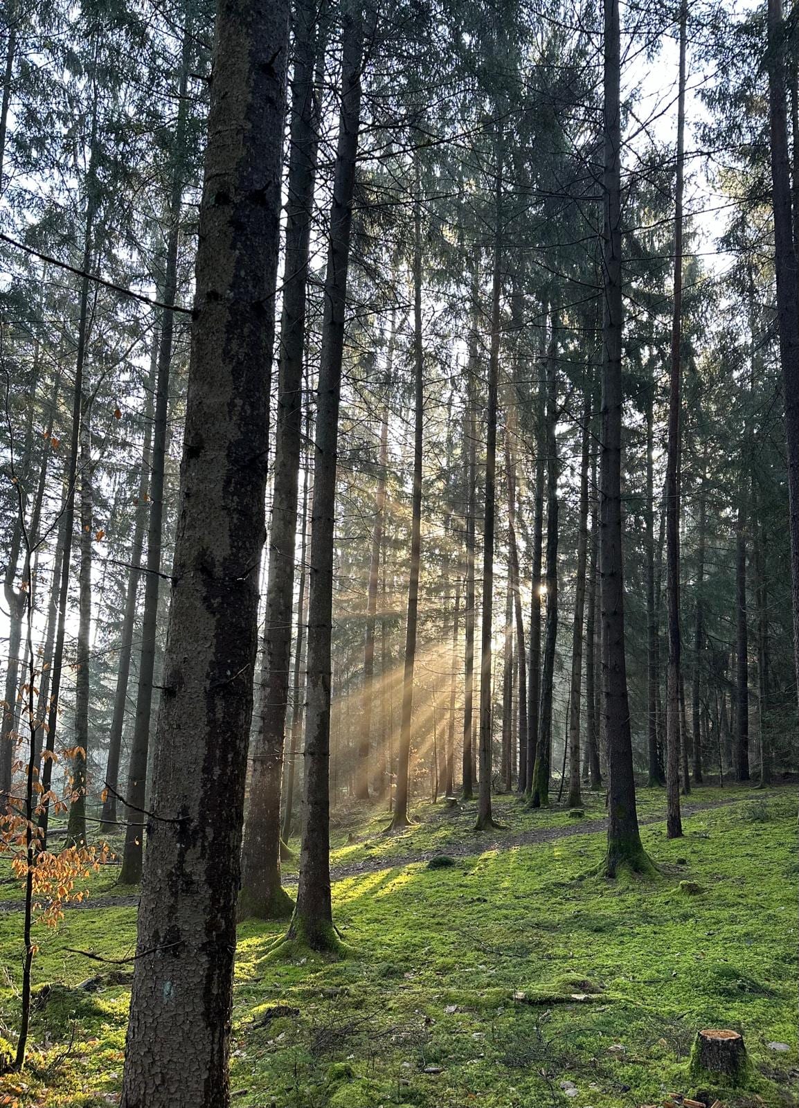 Sonnenstrahlen fallen zwischen hohen Nadelbäumen hindurch auf den Waldboden