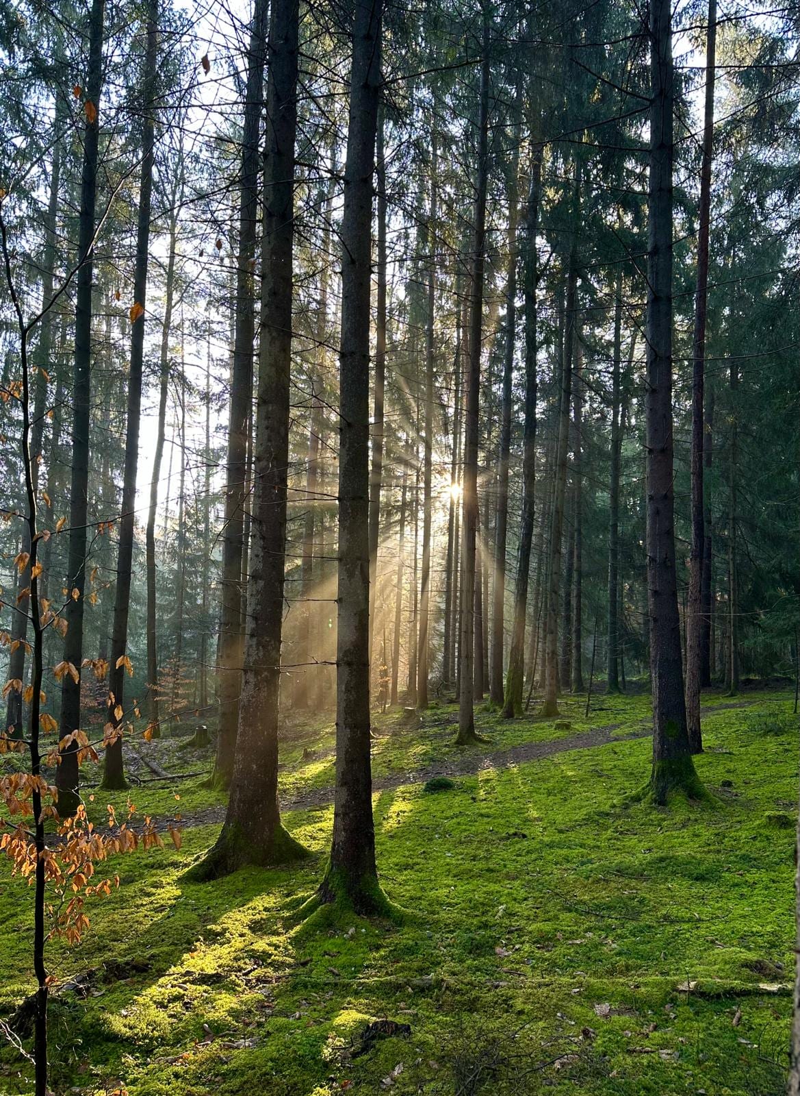 Ein Waldweg über moosbewachsenem Grund, durch die Bäume fällt Sonnenlicht